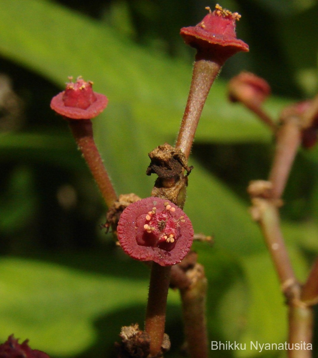 Euphorbia umbellata (Pax) Bruyns